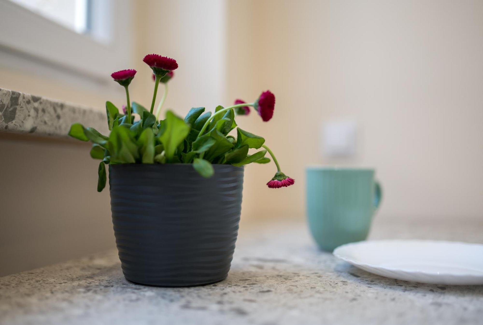 Apartament Lompy Gliwice Eksteriør billede